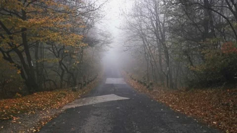 Foggy autumn Stock Footage 142563074