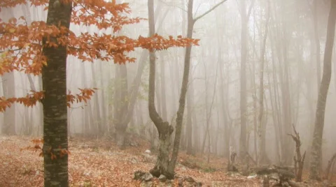 Foggy autumn forest Video stock 583752