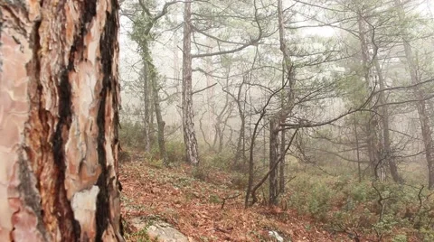 Foggy Autumn Forest Vídeo Stock 48633350