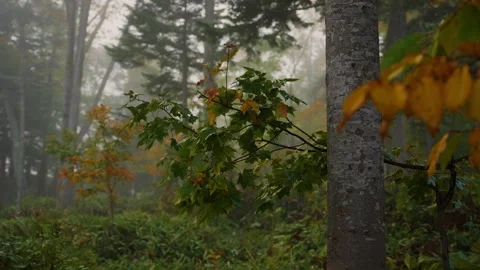 Foggy autumn forest with green maple leaves in Hokkaido 库存影片 341682176