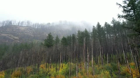 Foggy autumn forest with sparse tall trees and golden underbrush set against Stock Footage 313635060