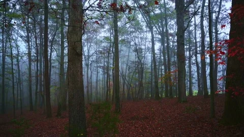 Foggy autumn morning Stock Footage