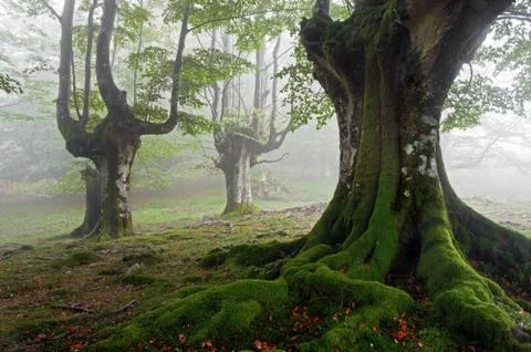 Foggy beech forest in spring Stock Photos