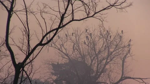 Foggy bird tree Vídeo Stock 45757168