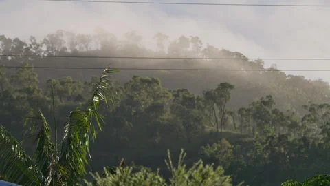 Foggy clouds on a cold morning sweeping across the treetops of Mount Stock Footage 278985953