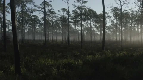 Foggy Coastal Forest Morning Stock Footage
