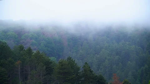 Foggy cold green pine forest mountain looking dramatic nature, Macedonia Video stock 119884206