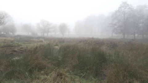 Foggy countryside landscape with bare trees and grass. Stock Footage 320229847