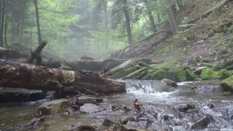 Foggy Creek with log 스톡 동영상 207527282