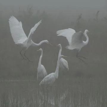 Foggy Dance Stock Photos