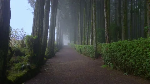 Foggy dark forest path, mysterious park lane in the fog, horror atmospheric Stock Footage 169715665