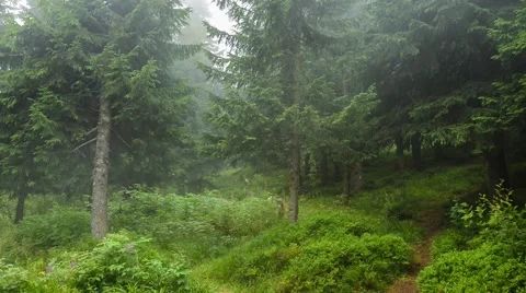 Foggy day in the coniferous forest. Stock Footage 67095474