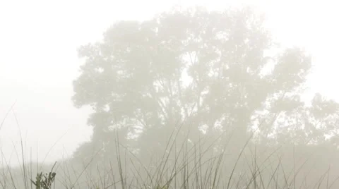 Foggy day 動画素材 51515635