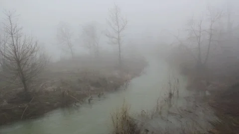 Foggy day in a winter forest Stock Footage 112045792