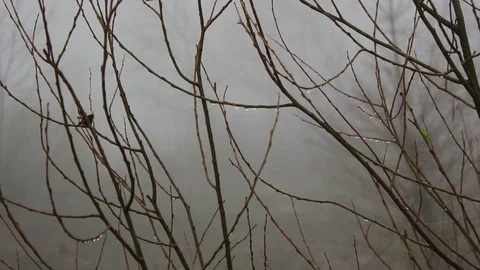 Foggy day in a winter forest Stock Footage 112046272