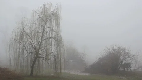 Foggy day in a winter forest Stock Footage 112046367