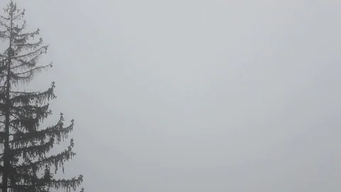 Foggy day in a winter forest Stock Footage 112046707
