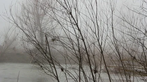 Foggy day in a winter forest Stock Footage 112046865