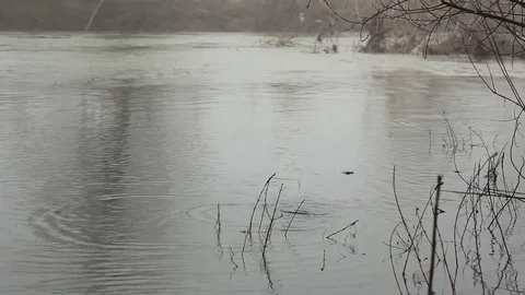 Foggy day in a winter forest Stock Footage 112046953