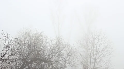 Foggy day in a winter forest Stock Footage 112047090