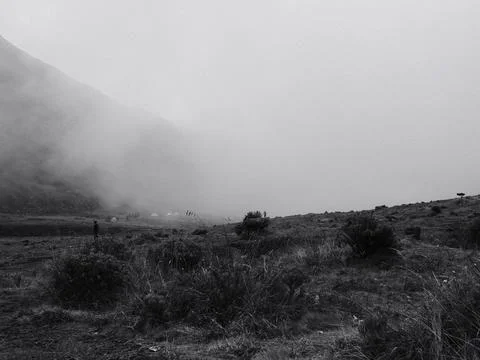 A foggy, desolate landscape with a few trees and a few cows Stock Photos