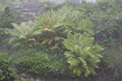 Foggy dew Foto stock