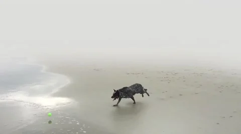 Foggy Dog Stock Footage 41853806