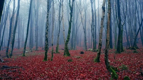 Foggy dream tree forest landscape Stock Footage 120315550