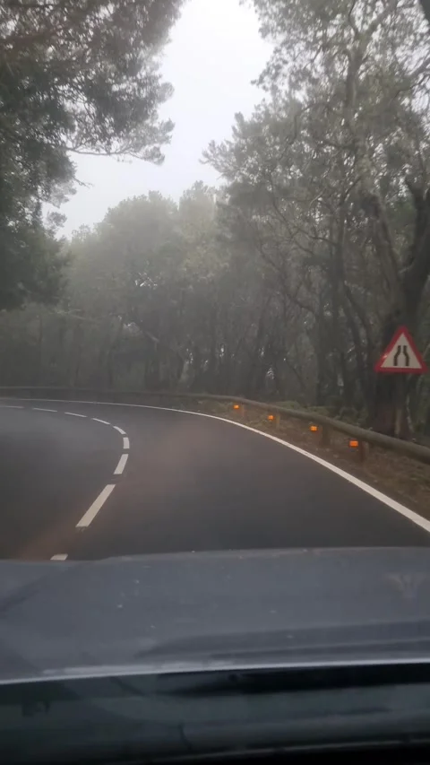 A foggy drive through the Aloha Forest in Tenerife, Canary Islands.  Video stock 307635756
