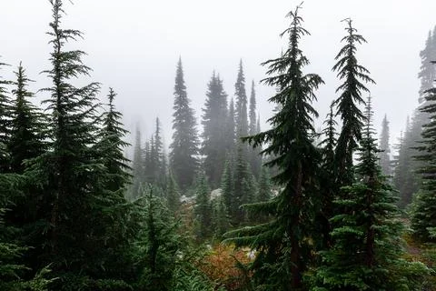 Foggy environment of pine forest in cold weather of winter. Stock Photos