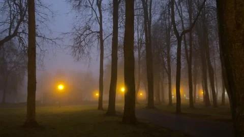 Foggy Evening Park Lights Stock Footage 320860743
