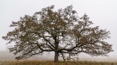 Foggy Fall Foto stock