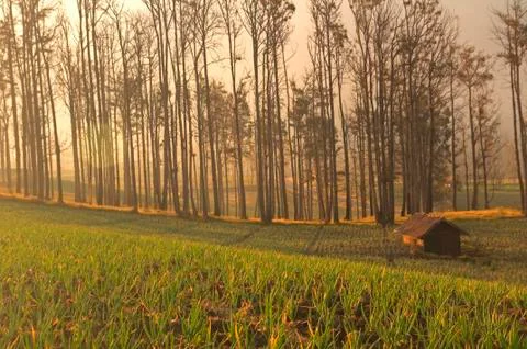 Foggy farmland in java Fotos Stock