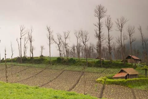 Foggy farmland in java Fotos Stock