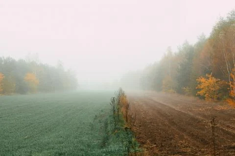 Foggy field in fall Stock Photos