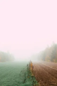 Foggy field in fall Stock Photos