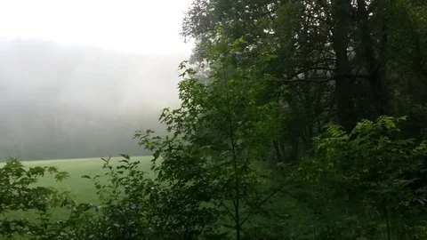 Foggy field Video stock 78613217