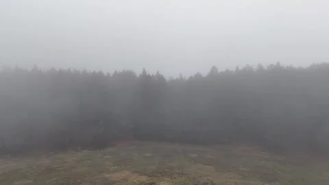 Foggy Field | Forest Boundary | Nature - 4K Aerial Video Stock Footage 329055545