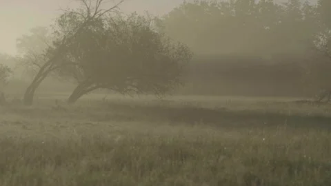 Foggy field with trees on the left Vídeos de archivo 345712837