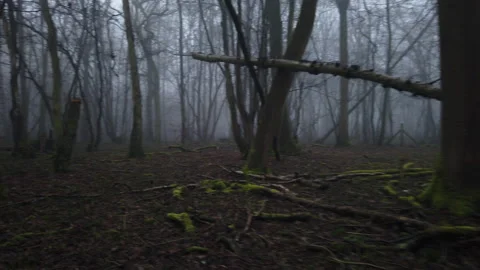 FOGGY FOREST 6 Stock Footage 148504933
