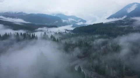 Foggy Forest Aerial Видео 224431406