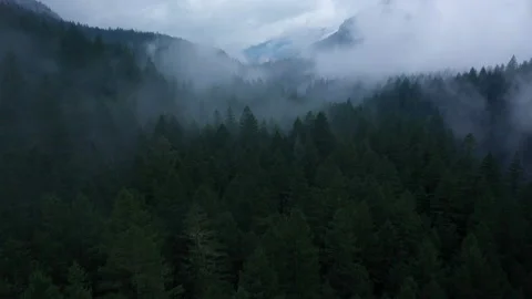 Foggy Forest Aerial Видео 224432428