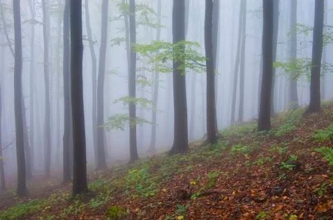 Foggy forest background Stock Photos