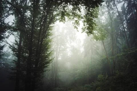 Foggy forest background Stock Photos