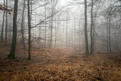 Foggy Forest of Bare Trees Stock Photos