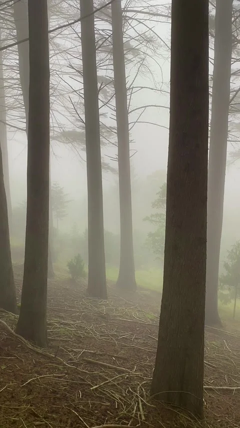 Foggy forest with camera panning right. Cinematic landscape video. Stock Footage 315031106