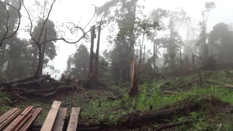 Foggy Forest Deforestation Scene Stock Footage 297196173