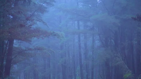 Foggy forest during rainy season Stock Footage