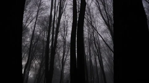 Foggy forest during a winter day Stock Footage 169798529