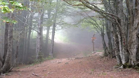 Foggy forest. Early summer. Monte Falterona, Tuscany. Italy Vídeos de archivo 80444271
